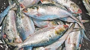 Microbiome of Hilsha is unique: First study of Bangladesh by CU researchers